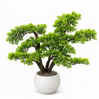 Bonsai Ağacı-14